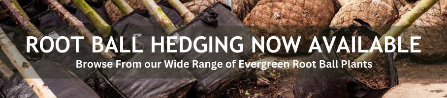 Root Ball Hedging Now Available. Browse From our Wide Range of Evergreen Plants.